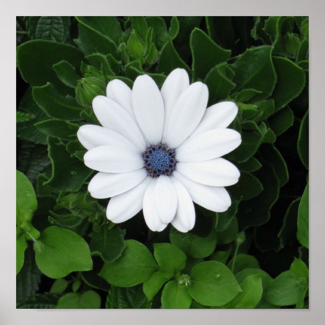 Vit blomma poster (Framsidan)