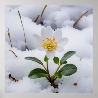 vit blomma poster