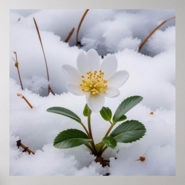 vit blomma poster (Framsidan)