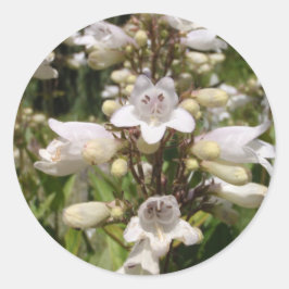 Vit blomma runt klistermärke