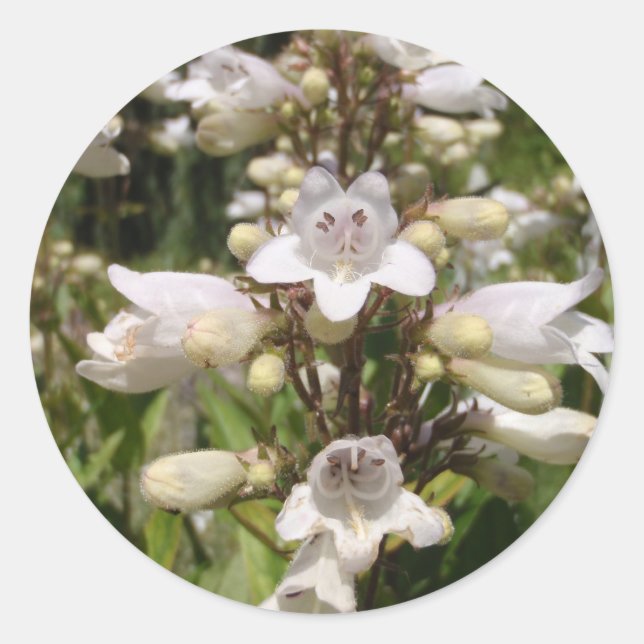 Vit blomma runt klistermärke (Framsida)