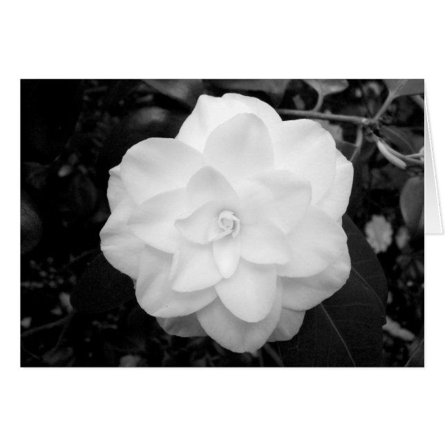 Vit blomma. (Svartvitt) Hälsningskort (Framsidan Horizontal)