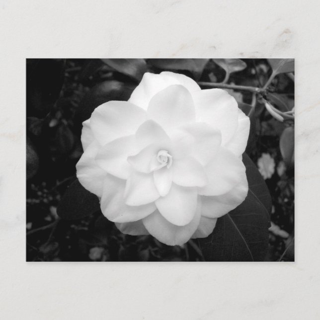 Vit blomma. (Svartvitt) Vykort (Framsida)