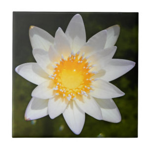 Vit blomma vit vatten lily kakelplatta