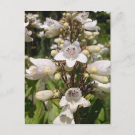 Vit blomma vykort
