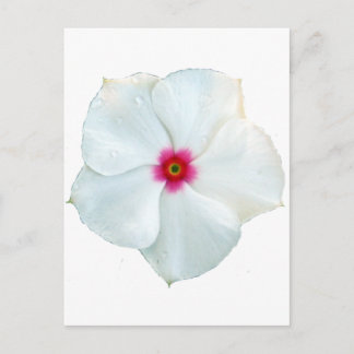 vit blomma vykort
