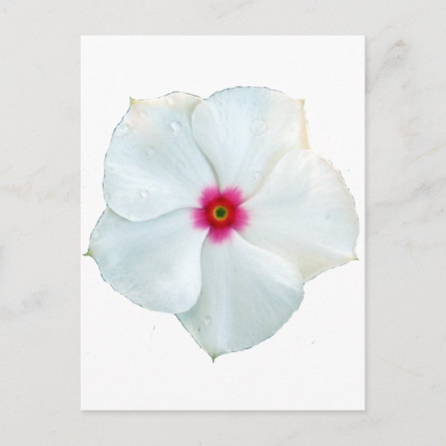 vit blomma vykort (Framsida)