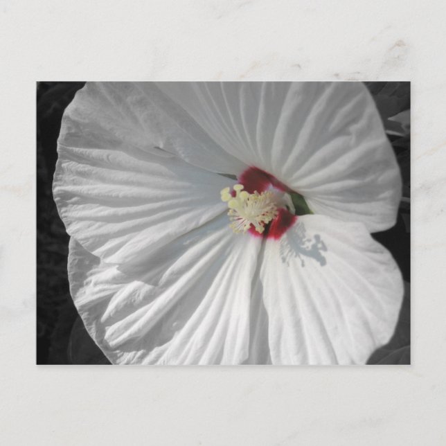 vit blomma vykort (Framsida)