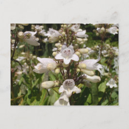 Vit blomma vykort