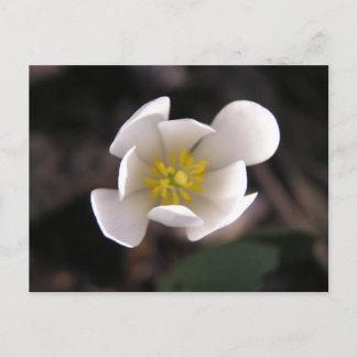 Vit blomma vykort