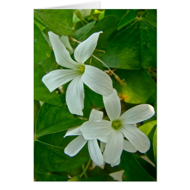 Vit blommad Oxalis Hälsningskort (Framsidan)