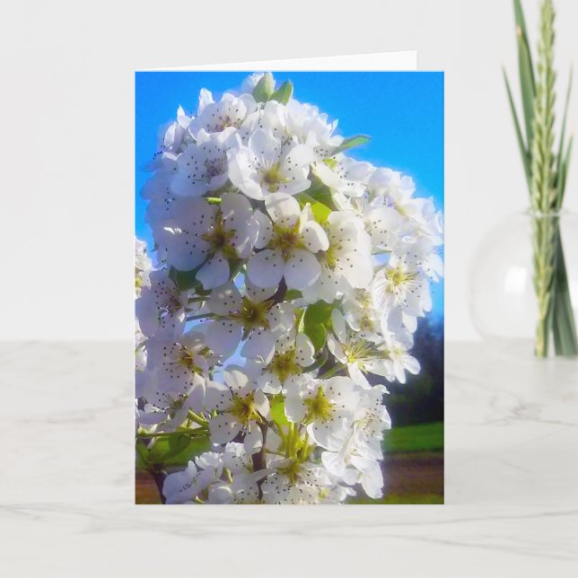 Vit blommande pärongren om våren kort (Framsida)