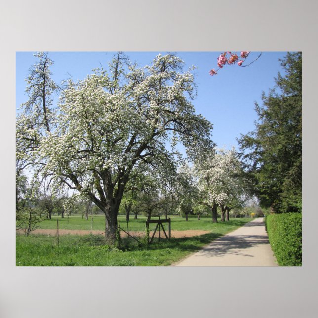 Vit blommande träd poster (Framsidan)