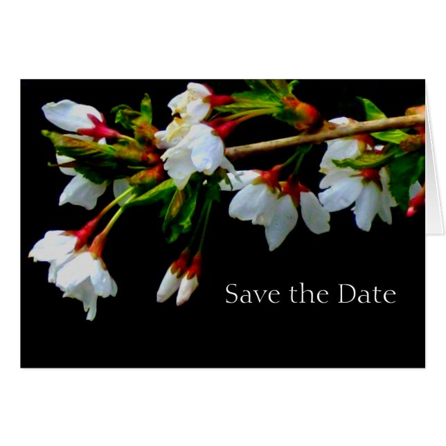 Vit blommar cherry träd, blommar foto OBS kort (Framsidan Horizontal)