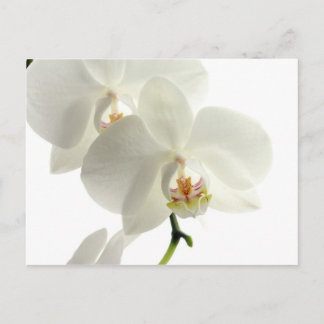 Vit Blommar Orchid Blommigt Blomstertyp Vykort