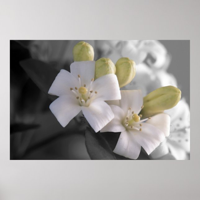 Vit Blommar Poster (Framsidan)