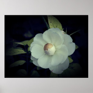 Vit blommiga Blommar Poster