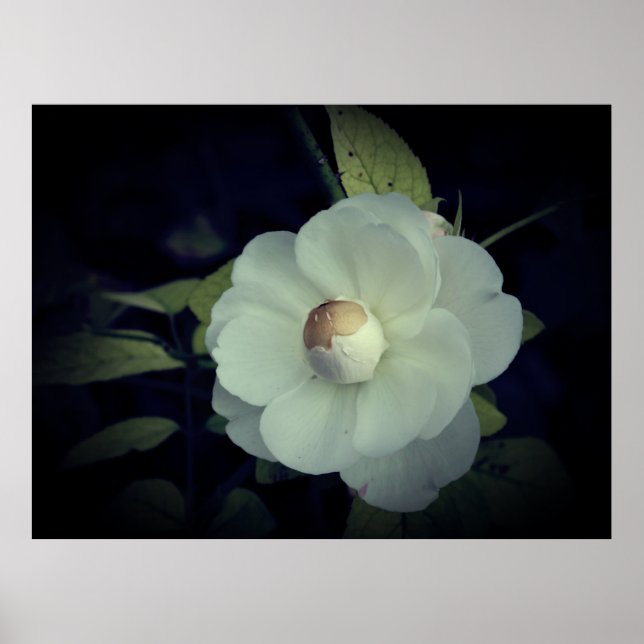 Vit blommiga Blommar Poster (Framsidan)