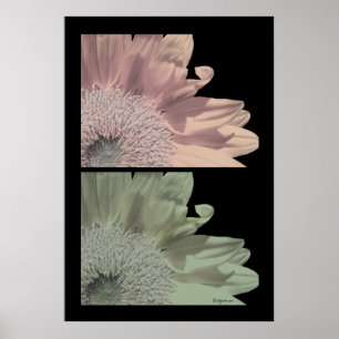 Vit blommiga Rosa Poster Skriv ut