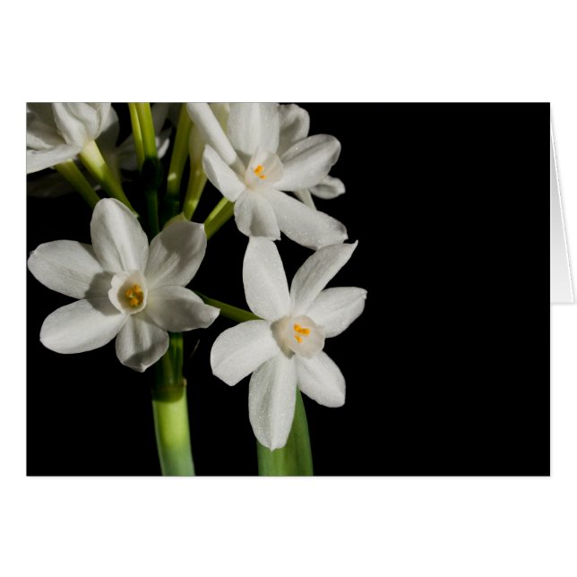 Vit blommiga Vår-händelse och Bröllop-kort Hälsningskort (Framsidan Horizontal)