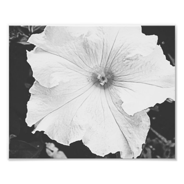 Vit Blommigt 10x8 Foto (Framsidan)
