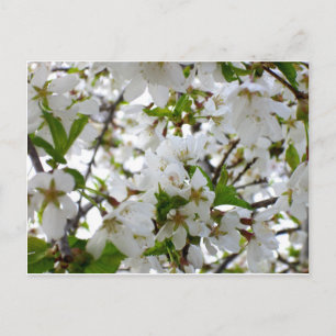 Vit blommigt, fotovit, strömmande träd vykort