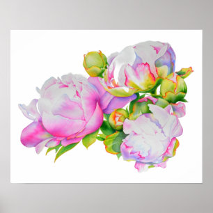 Vit blommigt i rosa av klassisk elegant, poster