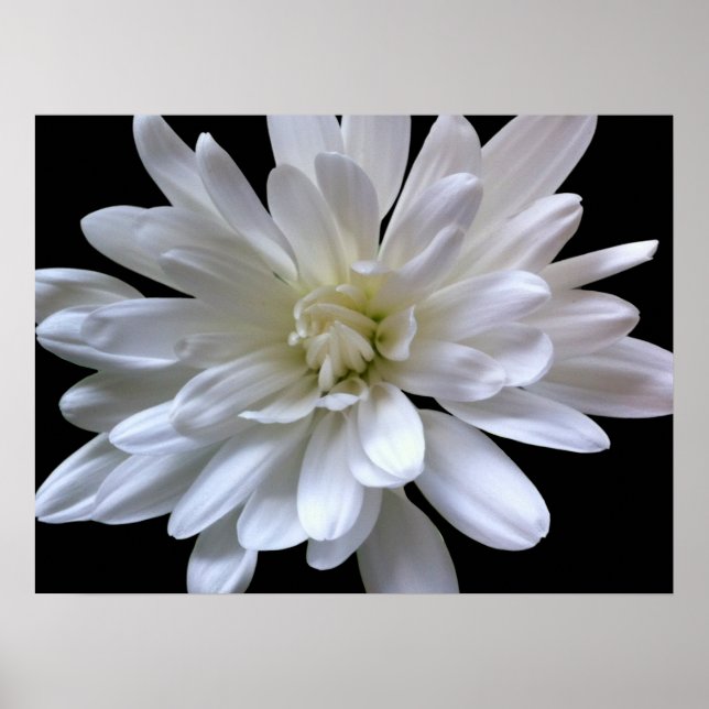 Vit blommigt vit daisy vit morsa vit blomma poster (Framsidan)