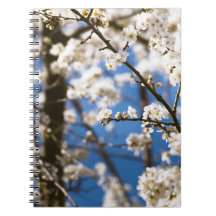 Vit blomning blå himmel bakgrund