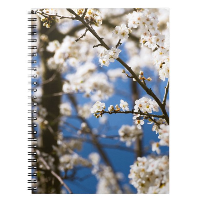 Vit blomning blå himmel bakgrund anteckningsbok (Framsidan)