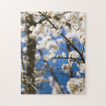 Vit blomning blå himmel bakgrund