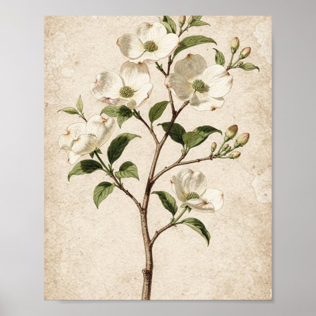 Vit blomstergren botanisk konst poster (Framsidan)