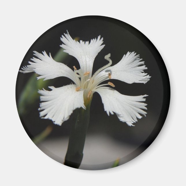 vit blomstermagnet magnet (Framsidan)