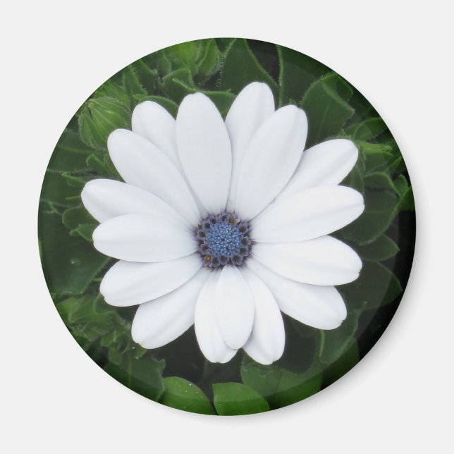 Vit blomstermagnet magnet (Framsidan)