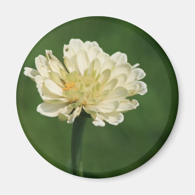 vit blomstermagnet magnet (Framsidan)