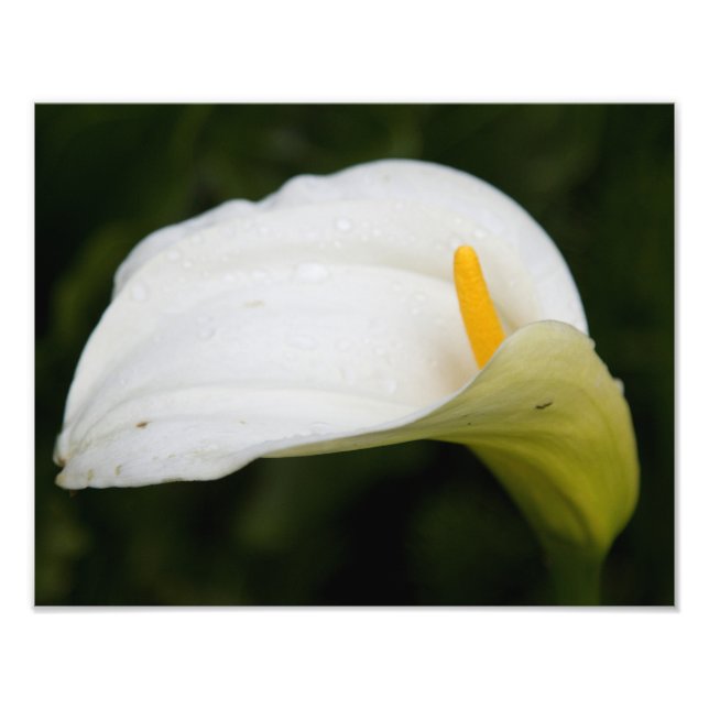 Vit blomstersatsning - utvidgning fototryck (Framsidan)