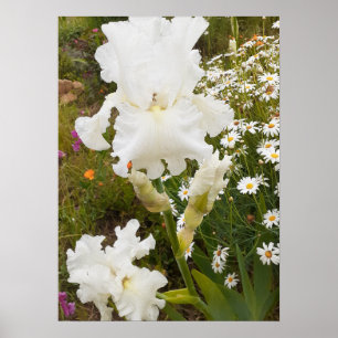 Vit Blomsterträdgård av irisirriterande Blommigt P Poster