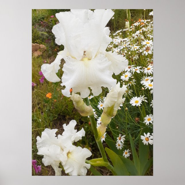 Vit Blomsterträdgård av irisirriterande Blommigt P Poster (Framsidan)