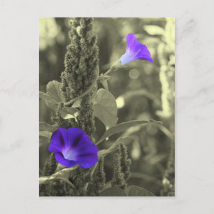 Vit blomstervykort för morgonGlorier Vykort