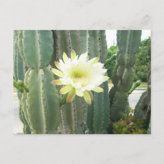 Vit Bloom på kaktus Vykort