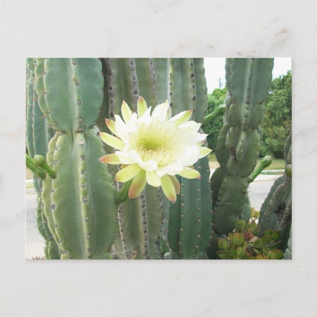 Vit Bloom på kaktus Vykort (Framsida)