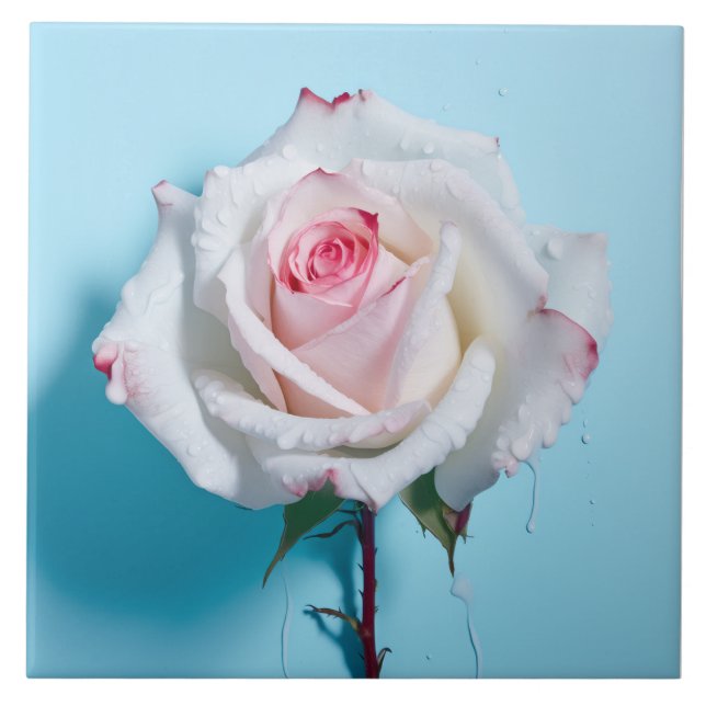 Vit blöt ro om turkospolblå bakgrund kakelplatta (Framsidan)