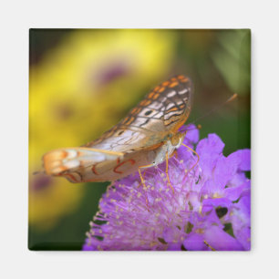 Vit bondfjäril på lila-blomma magnet