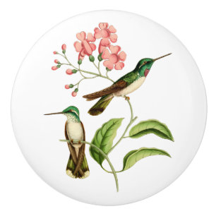 Vit buktad bergGemHummingbird Knopp