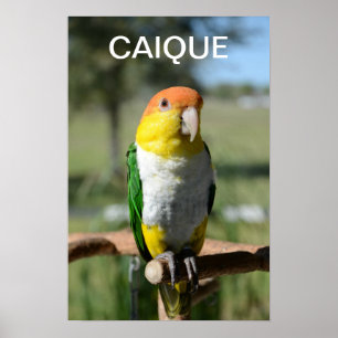 Vit buktad Caiquepapegoja Poster