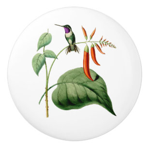 Vit buktad Wood stjärnaHummingbird Knopp