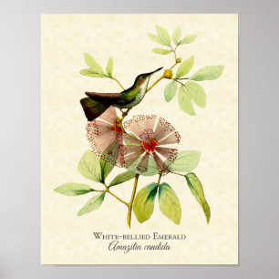 Vit buktat tryck för smaragdHummingbirdkonst