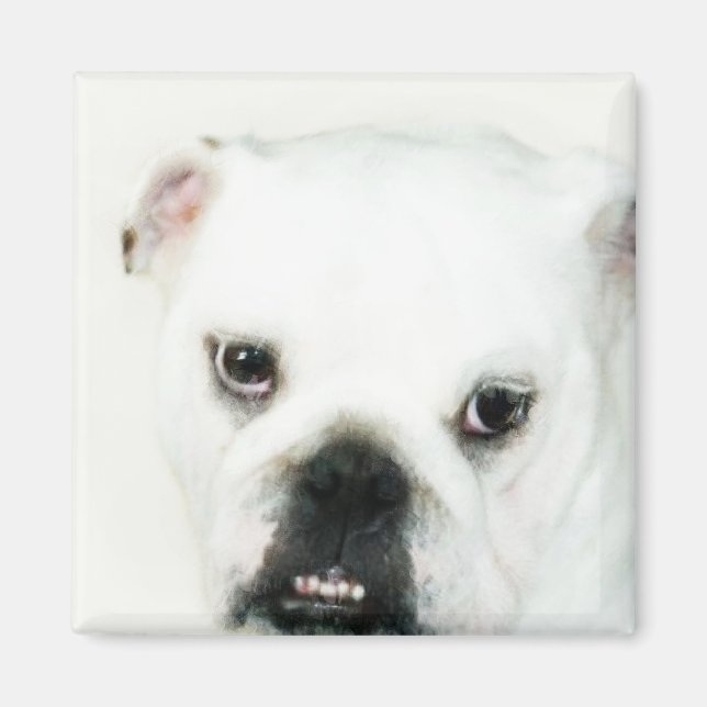 Vit bulldocka magnet (Framsidan)