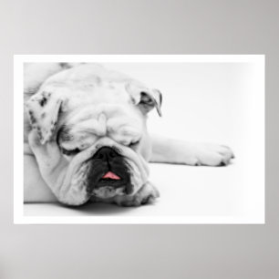 Vit bullhund Spipande Poster