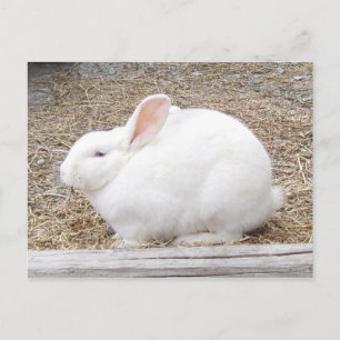 Vit Bunny Rabbit Postcard Vykort